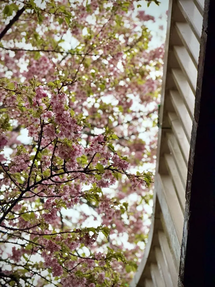 Pink cherry blossoms beside a wooden building